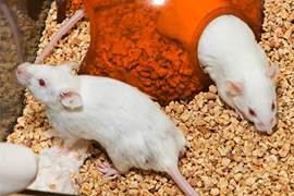 A picture containing ground
Description automatically generated